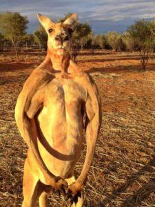 roger-the-kangaroo-sanctuary-alice-springs-2 Roger the kangaroo gained fame for his muscular build. He died at 12 years old.
